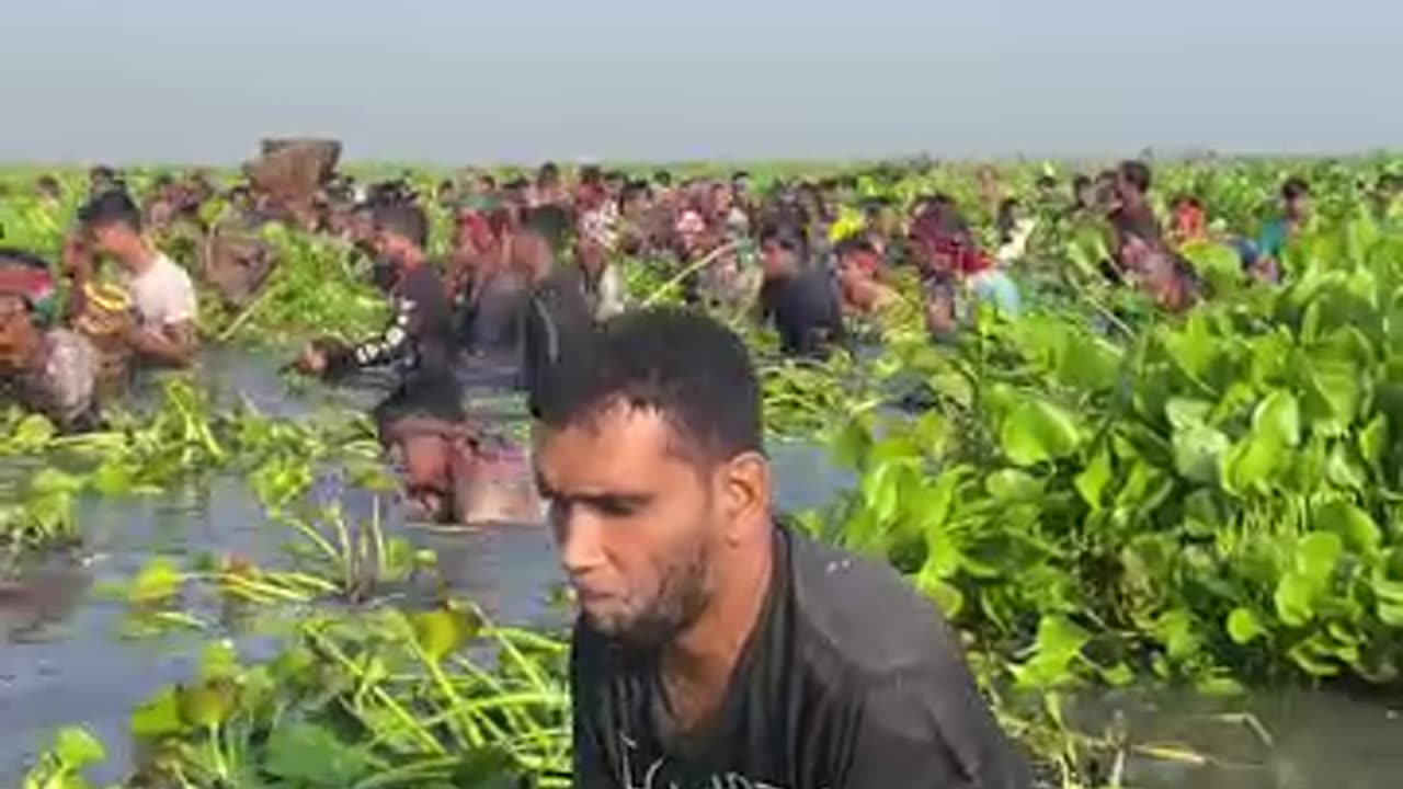 the whole village to catch fish with their hands