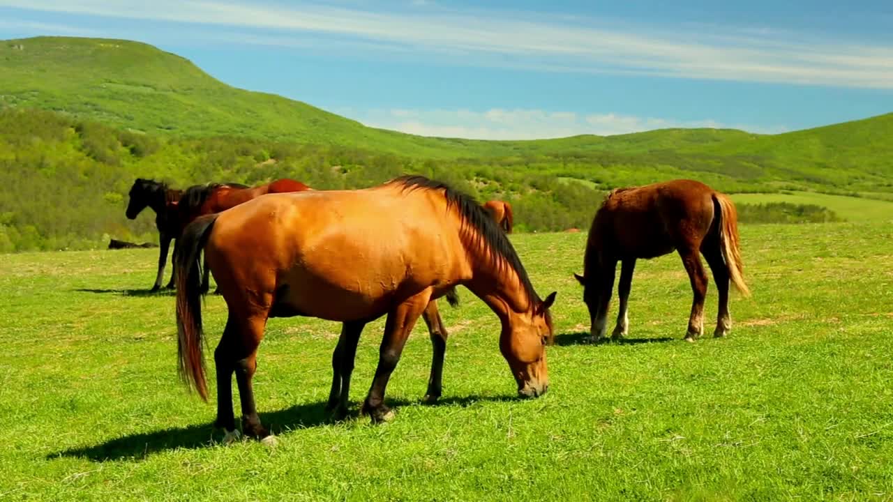 5 MINUTES of BEAUTIFUL THOROUGHBRED HORSES