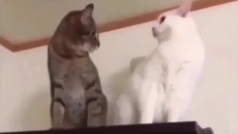 funny cat video