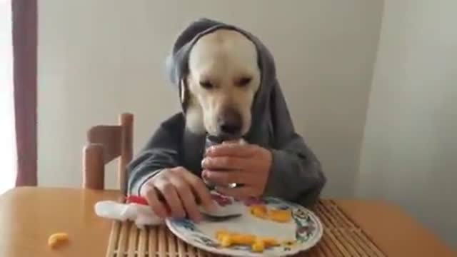 Funniest video in the world, cutest dog ever <3