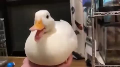 Duck quacks out a Rickroll🐤