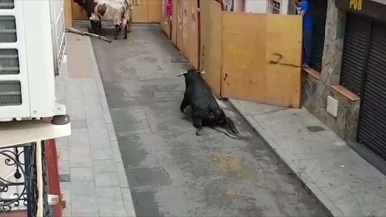 Bull Breaks Legs At Spanish Festival