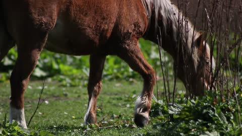 Chubby horse