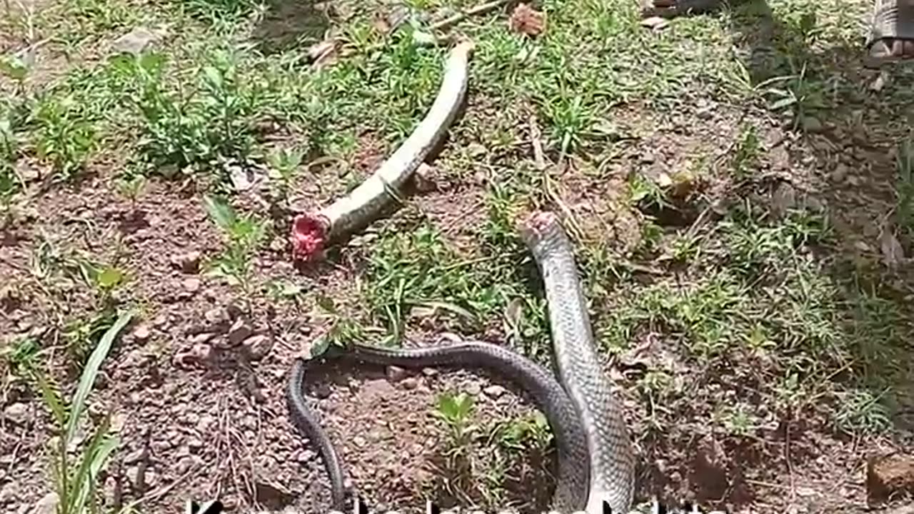 man died after being bitten by a dead cobra!