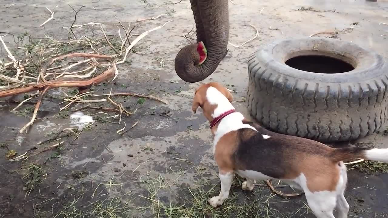 Elephant vs. Watermelon