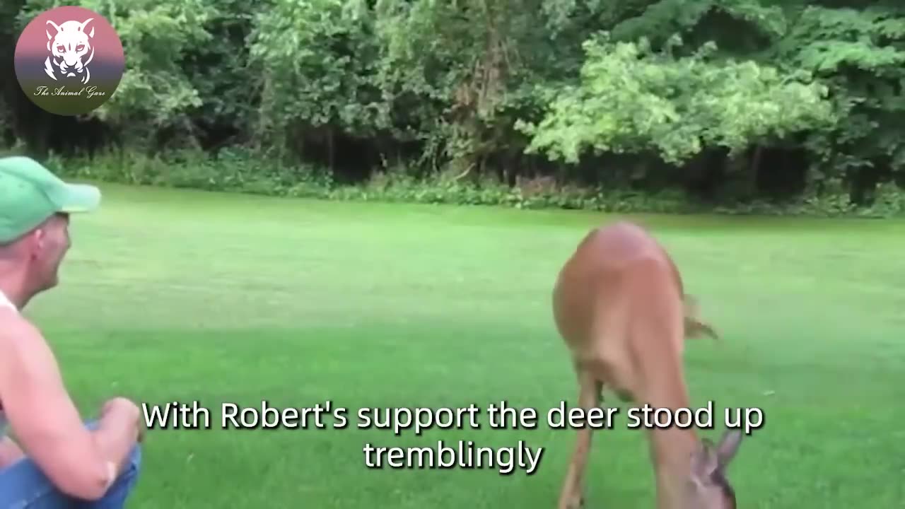 Man Gave Food To a Hungry Deer, Next Day He Was Surprised to See What Happen in His Yard