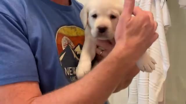 Violet the Lab Puppy takes her FIRST Bath Tub