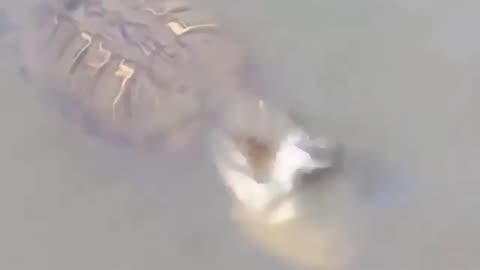 Wildlife