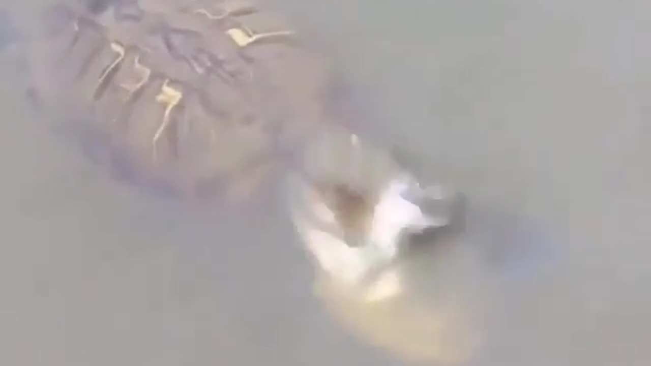 Wildlife