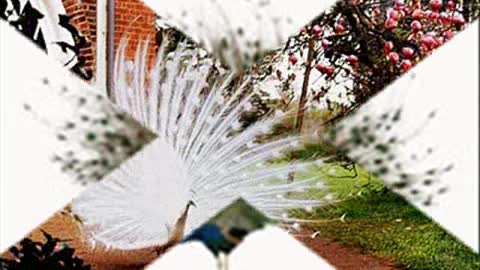 Yalnizim Bu Ellerde - Asik Mahzuni Serif