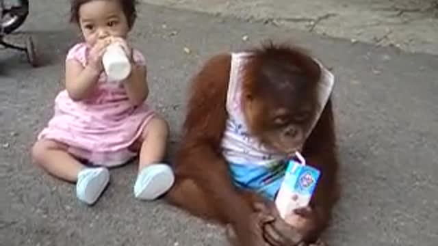 MONKEY DRINKING MILK-FUNNY