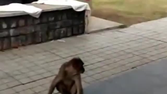 Monkey farts on dog