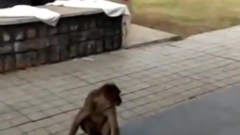 Monkey farts on dog