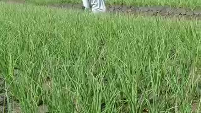 di sawah gaes