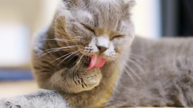 Funny and cute scottish fold cat on the floor in the house. Shot in on cinema camera