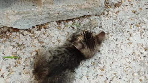 two kittens playing near a hollow block