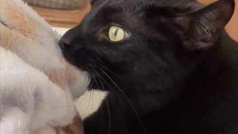 Adopting a Cat from a Shelter Vlog - Precious Piper Needs to Knead #shorts