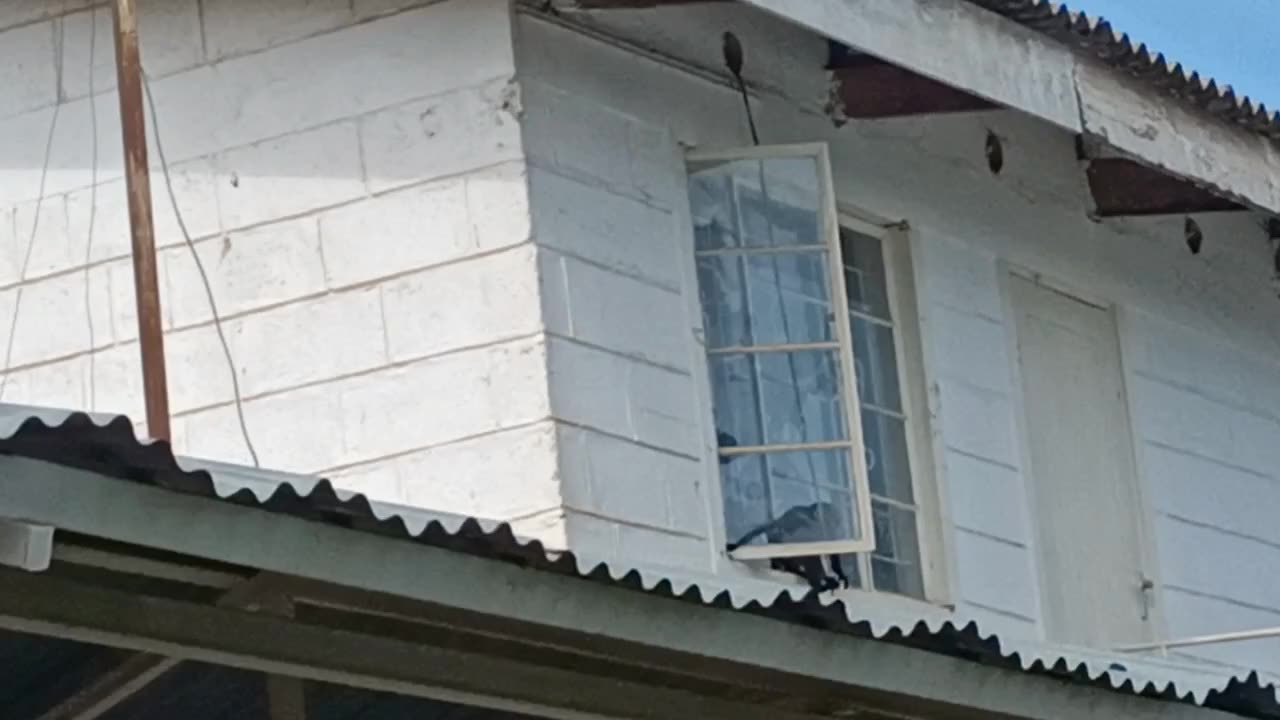 monkey breaking and stealing through window