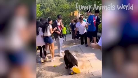 Funny Dogs And Cats Videos 2023 😅👌 - Best Animal Videos Of The Month 😁 #2 (1080p)
