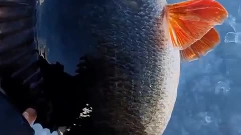 Winter fishing 🎣 big fish.