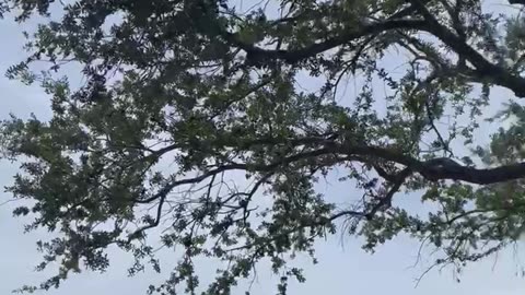 Blue Jays Take On Big Crow In a Shop Car Park