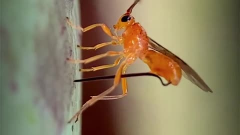 Cremastinae wasp