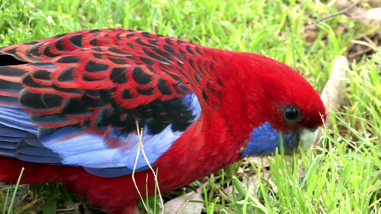 Top 10 Rare Parrots in the World