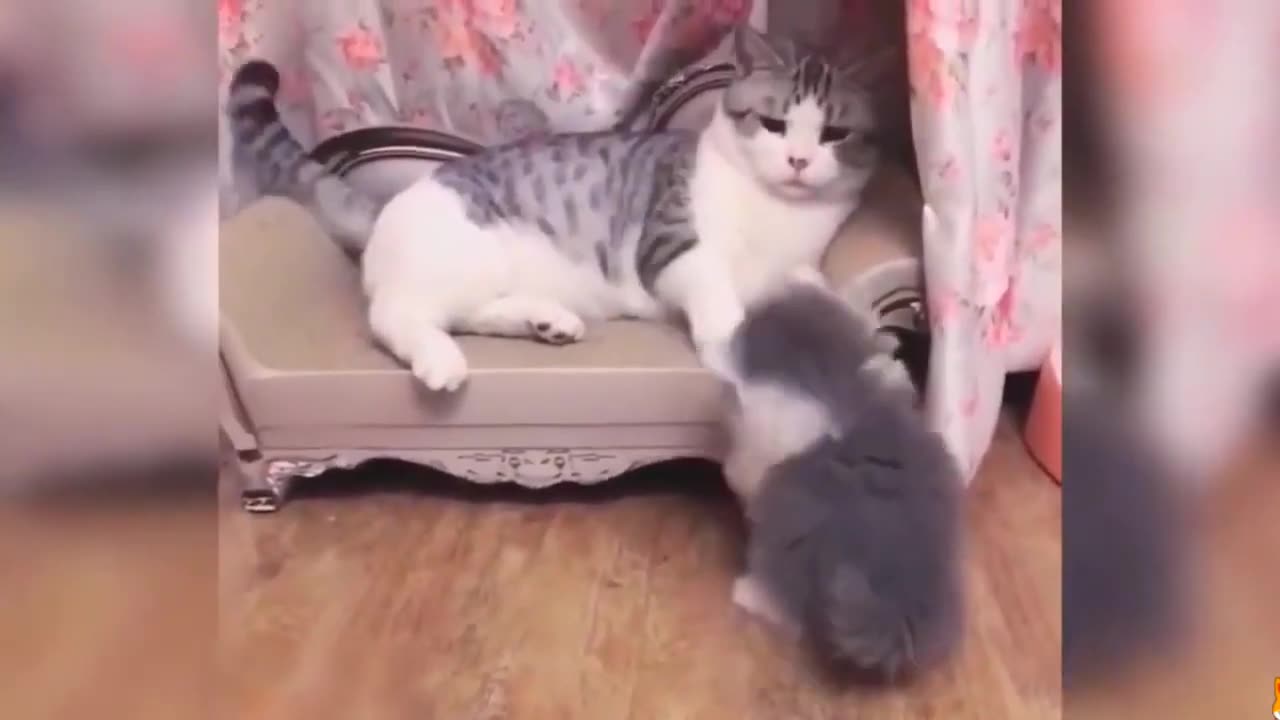 Funny Animal Video