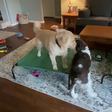 Golden Retriever And Springer Spaniel Brother Playing With a Shark Toy! Part 1! #shortsviral