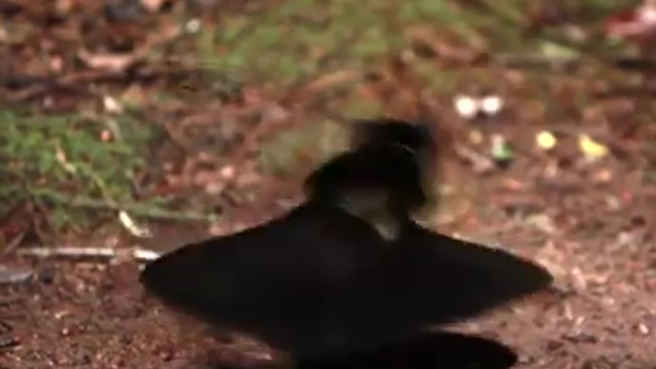 Dancing Bird Create Skirt With His Feathers #shorts #viral #shortsvideo #video