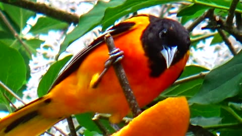 Oriole