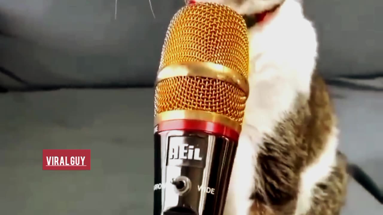 CAT singing A SONG 😁