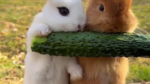 brownie and white bunny eating