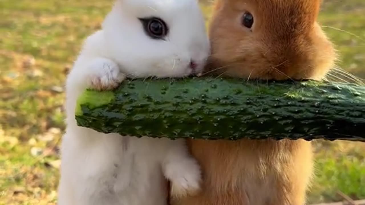 brownie and white bunny eating