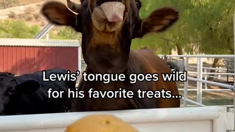 Lewis' tongue goes wild for his favorite treats...