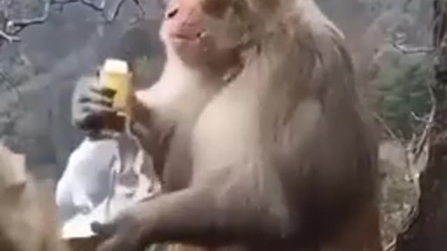 Monkey celebrates New Year 2022 in its own way.