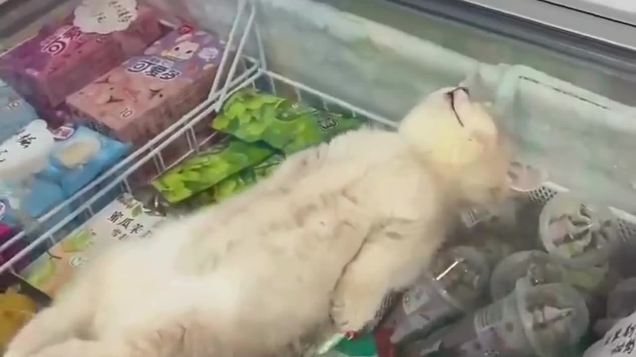 Funniest Cats Compilationš¹ #cats #shorts #viral #pets #reels