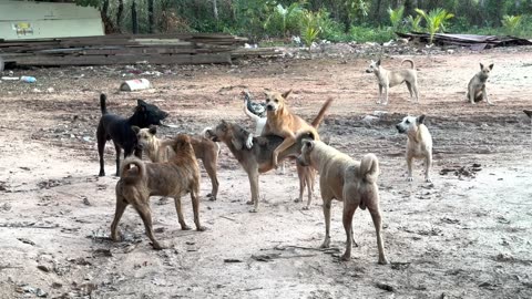 Help poor dog fighting one Vs Two vs Many