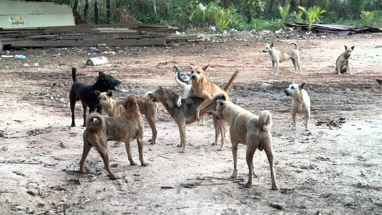 Help poor dog fighting one Vs Two vs Many