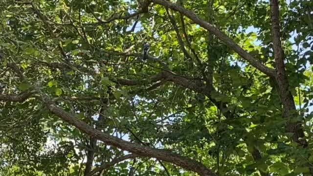 Blue Jay quick bite and go