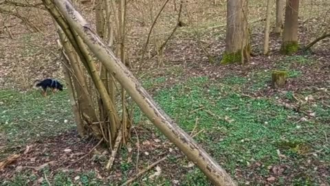 Waldspaziergang mit Lui