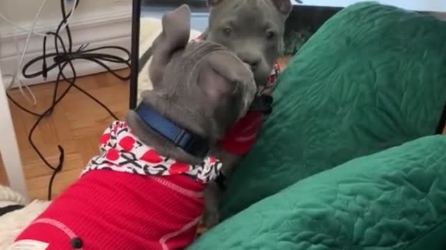 Does the dog know what he sees in the mirror?!