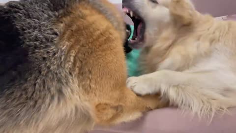 Golden Retriever doesn't want to share сouch with German Shepherd