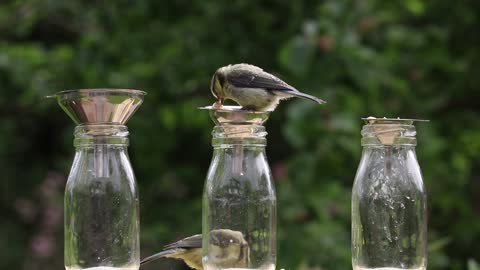 Woodpecker Woodpecker