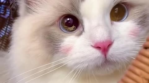 Aww Cute Cats Videos