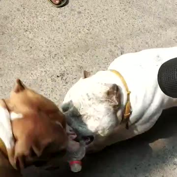 American Bully fight in street of New Delhi. [Dogs fights] [ Angry American Bully]