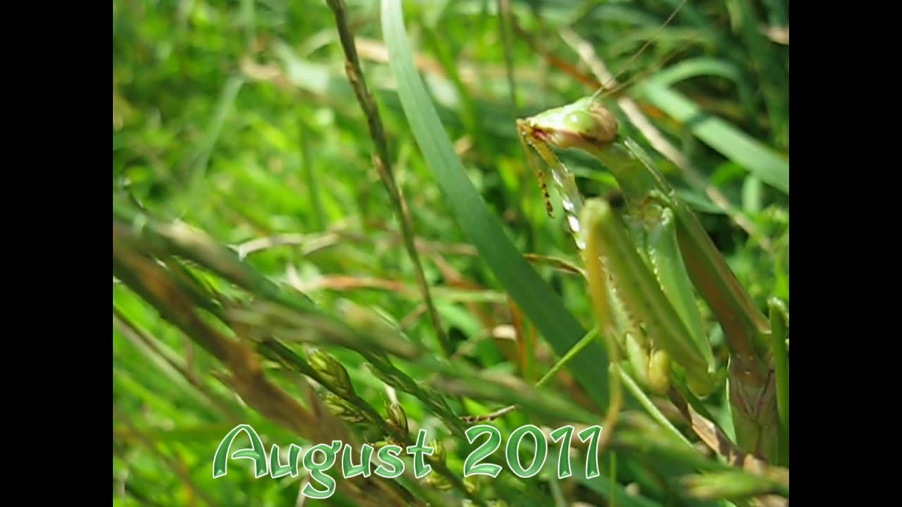 Preying (Praying) Mantis Up Close