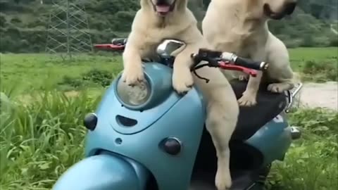 Dogs enjoying. Funny video