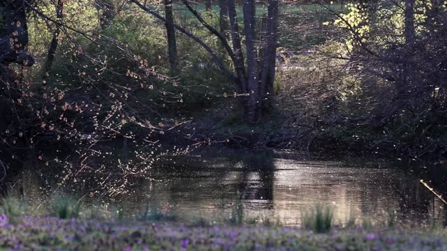 THE MAYFLIES' DANCE