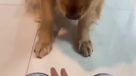 Funny Dogs Video - He Grabbed It Too Soon